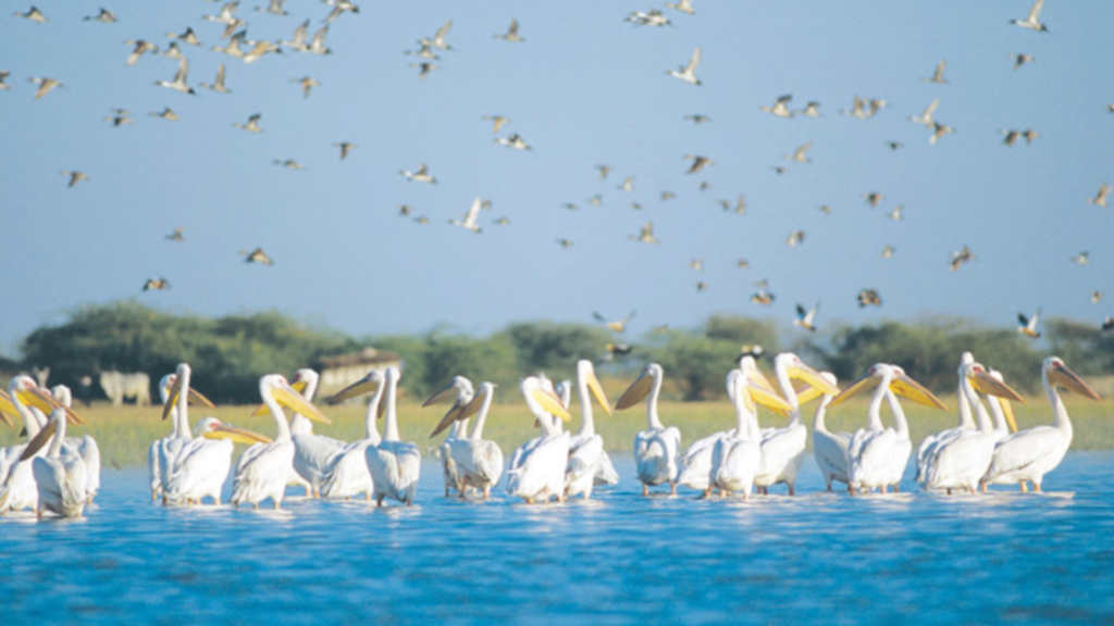 nal sarovar ahmedabad 
ahmedabad
nalsarovar 
